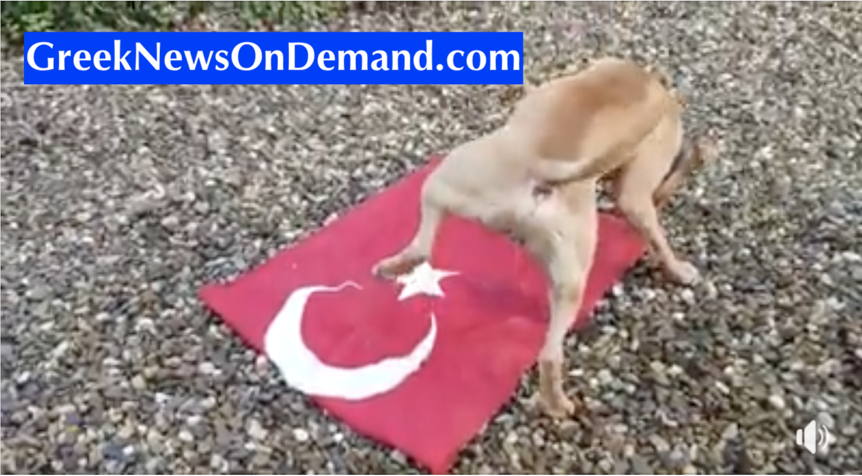 Δείτε το σκυλί που είναι πιο γενναίο από ένα εκατ. ΕΛΛΗΝΕΣ!! ΚΑΤΟΥΡΑΕΙ πάνω στην Τουρκική σημαία!