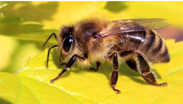 Χιλιάδες Νεκρές Μέλισσες Μετά Από Τον Σεισμό Των 7.1R Που Έπληξε Την Καλιφόρνια