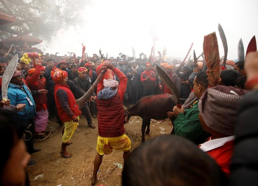 Νεπάλ: Ξεκίνησε η σφαγή εκατοντάδων χιλιάδων ζώων στην πιο βάρβαρη θυσία του κόσμου
