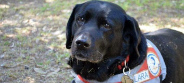 Πέθανε η Λάρα, ο πρώτος σκύλος οδηγός τυφλών στην Ελλάδα – Όλα τα σκυλιά πάνε στον Παράδεισο