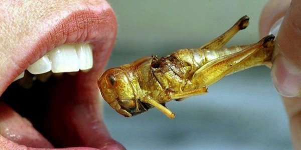 Εν μέσω πανδημίας προτείνουν φαγητό με έντομα και σκουλήκια