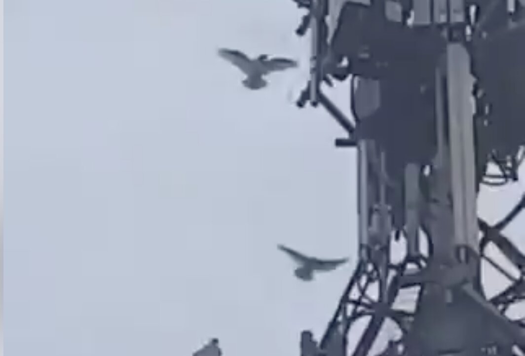 ΑΠΙΣΤΕΥΤΟ: Ακόμη και τα πουλιά επιτίθενται στους επικίνδυνους πύργους…5G για ευνόητους λόγους!!!