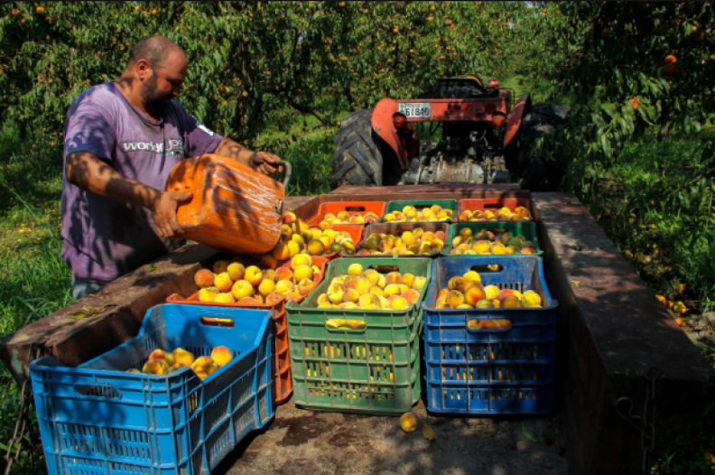 Καλή αρχή !! – Ημαθία: Στα χωράφια Έλληνες εργάτες μετά από 30 ολόκληρα χρόνια