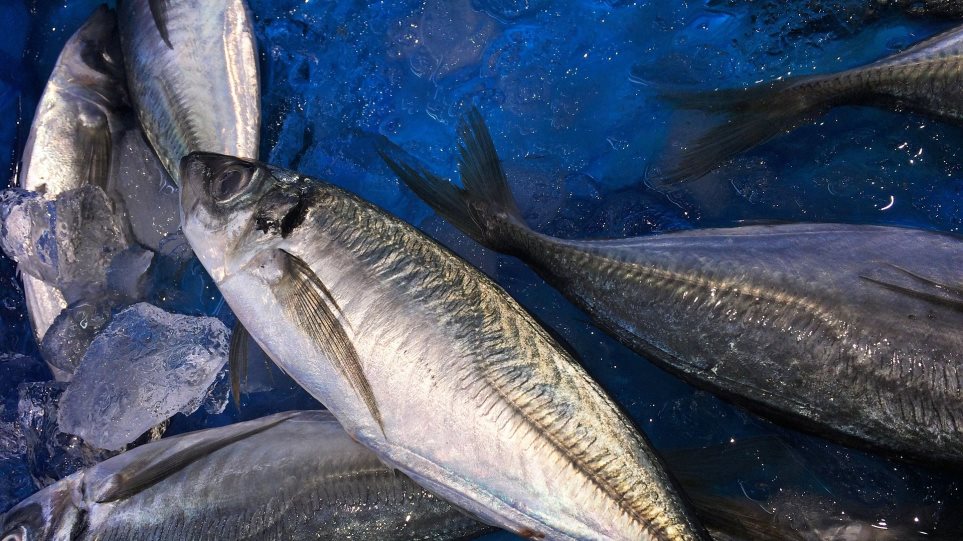Αυστραλία: Αδιανόητος θάνατος για ψαρά – Τον χτύπησε σκουμπρί 18 κιλών στο στήθος