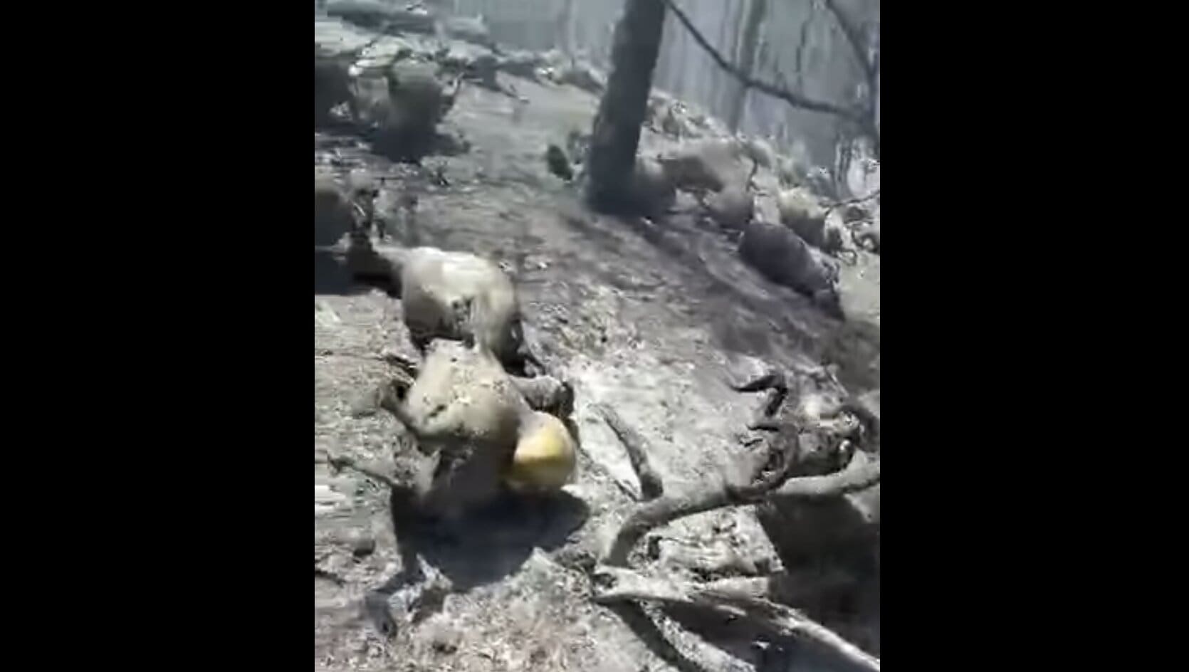 ΦΡΙΚΗ – Ξέκληρισμα δεκάδων ζώων σε φάρμα από τις φωτιές – ΑΠΙΣΤΕΥΤΑ τα ΕΓΚΛΗΜΑΤΑ της κυβέρνησης Μητσοτάκη!!! Ξεσπάνε σε λυγμούς οι ιδιοκτήτες
