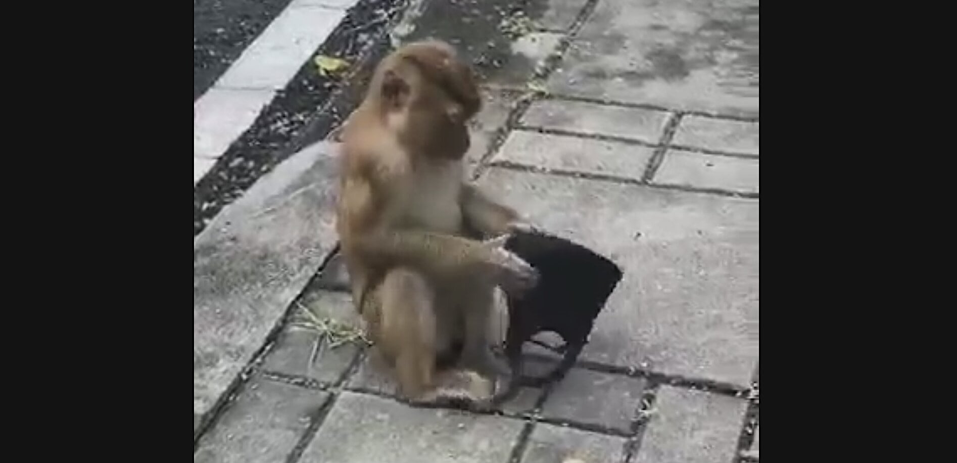 «Πανδημία»-ΜΑΪΜΟΥ – ΔΕΙΤΕ τη μαϊμού να ΚΟΡΩΔΕΥΕΙ τους…ΜΑΣΚΟΦΟΡΟΥΣ!!!