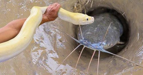 Δείτε πώς χρησιμοποιούν τα φίδια για να ψαρεύουν! / Απίστευτη τεχνική ψαρέματος