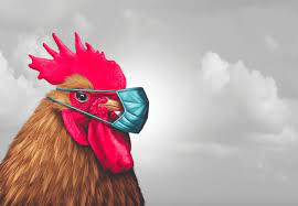 ΦΡΙΚΗ – Εμβολίασε κοτόπουλο με το μπόλι COVID και το έκοψε 4 μήνες μετά και βρήκε μέσα του…ΖΩΝΤΑΝΟΥΣ ΟΡΓΑΝΙΣΜΟΥΣ!!!